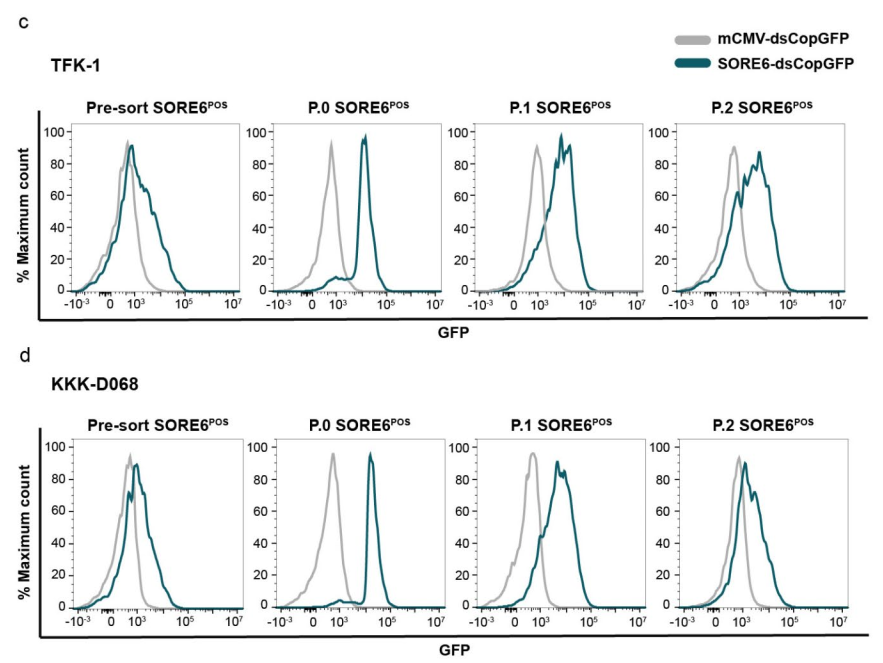 Differentiation of SORE6<sup>POS</sup> cells