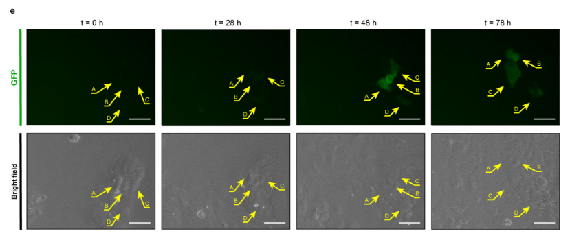 example image