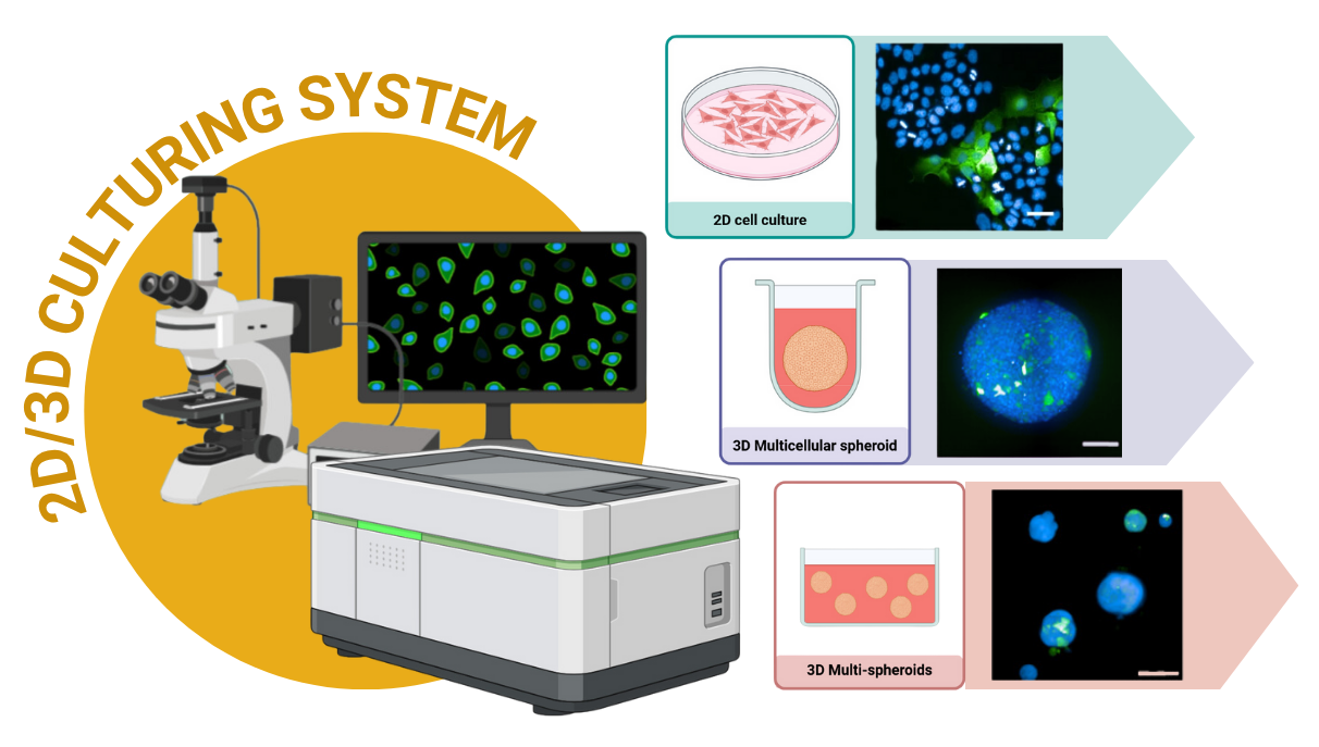 Overview of 2D/3D Cell Culturing Models for High-Throughput Imaging