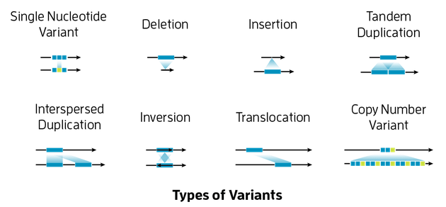Types of variant